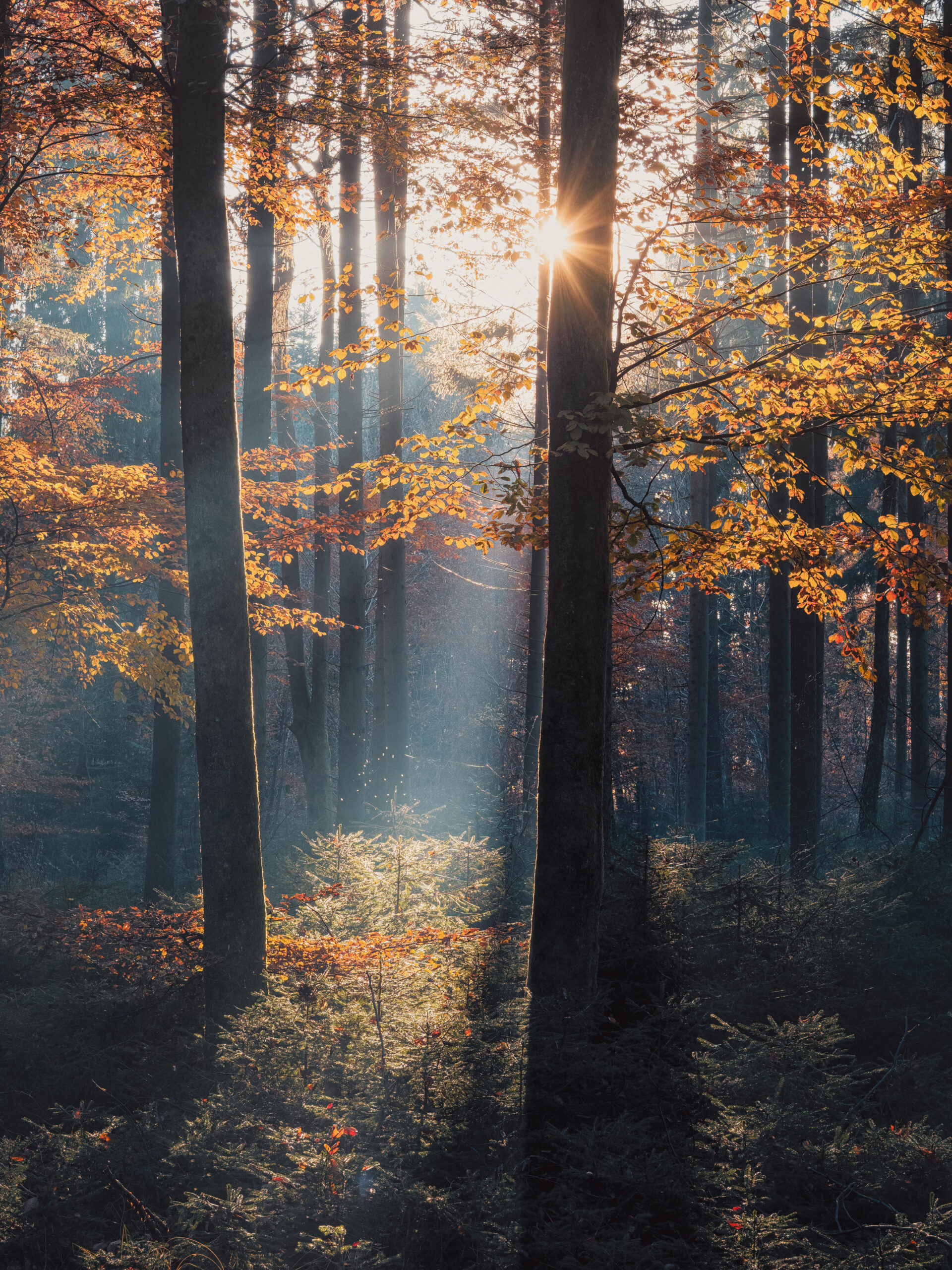 Beautiful day in November last year in a forest in southern