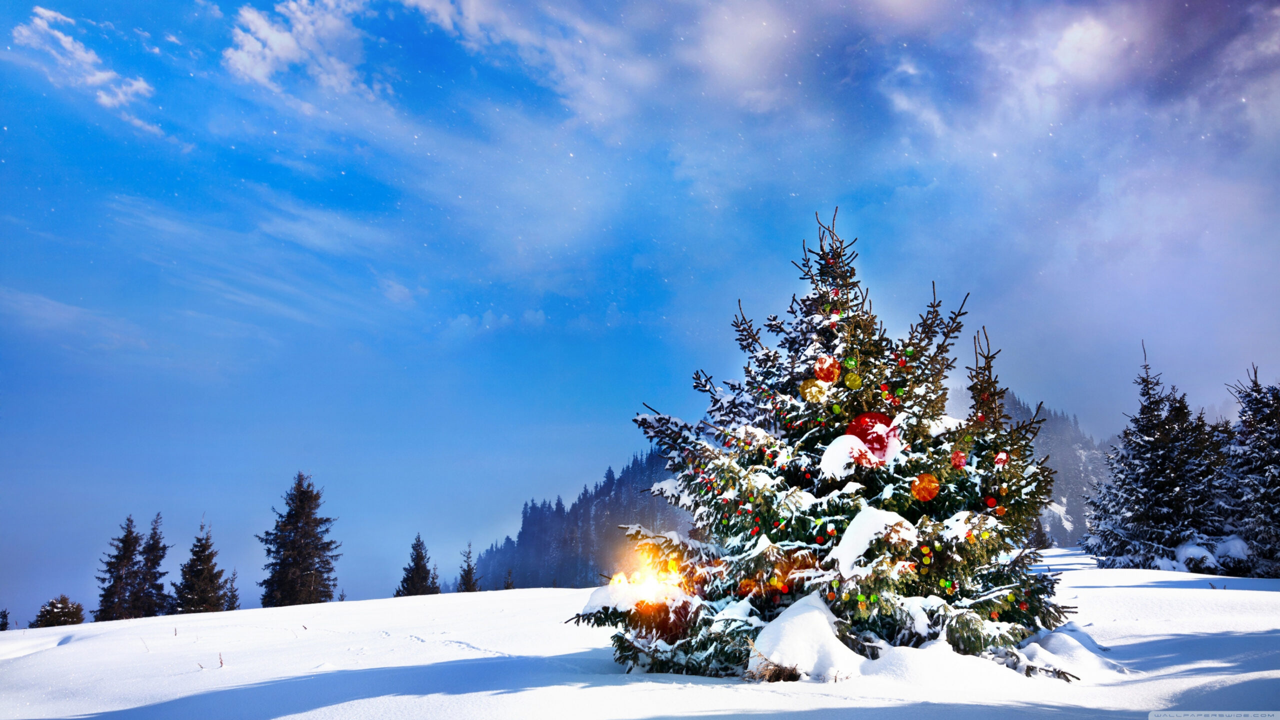 Christmas Trees Decorated Outside Ultra HD Desktop Background