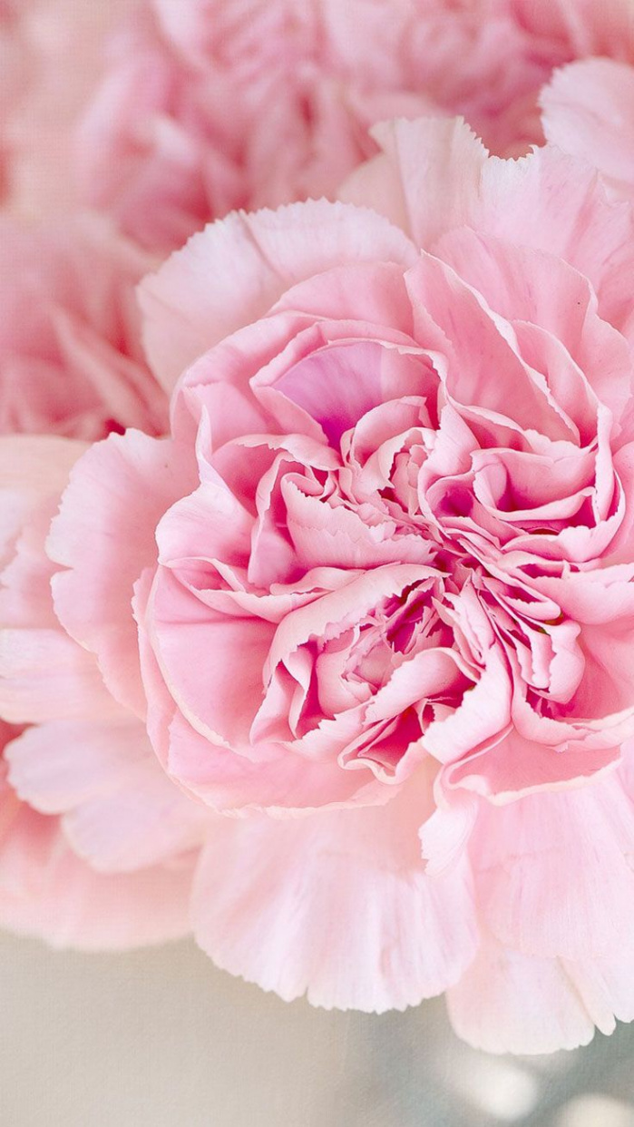 Cute Pink Peonies iPhone Wallpapers  Preppy Wallpapers  Flower