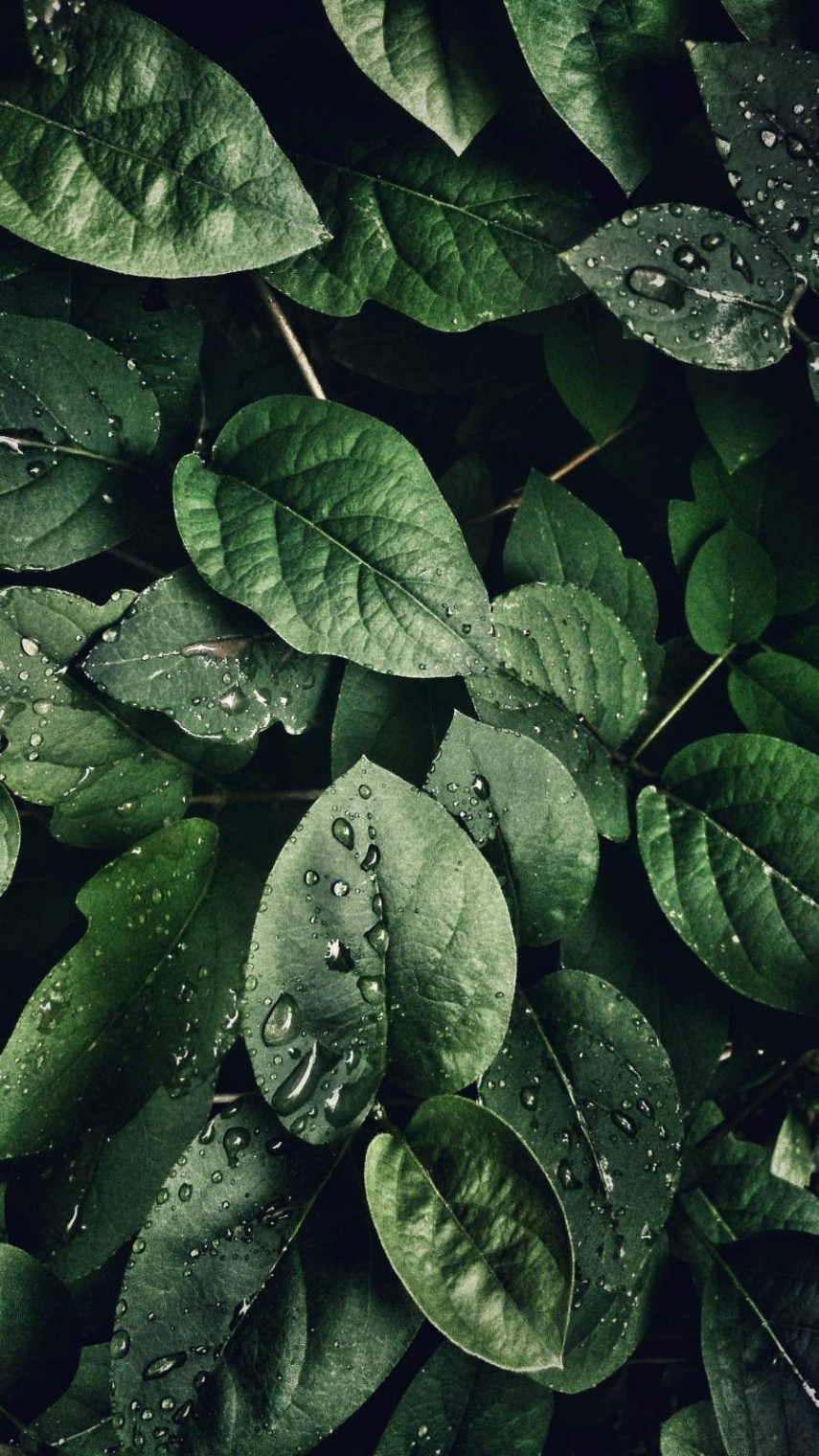 Green Foliage iPhone Wallpaper  Nature iphone wallpaper, Best