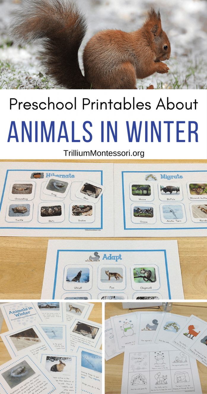 Animals in Winter Unit