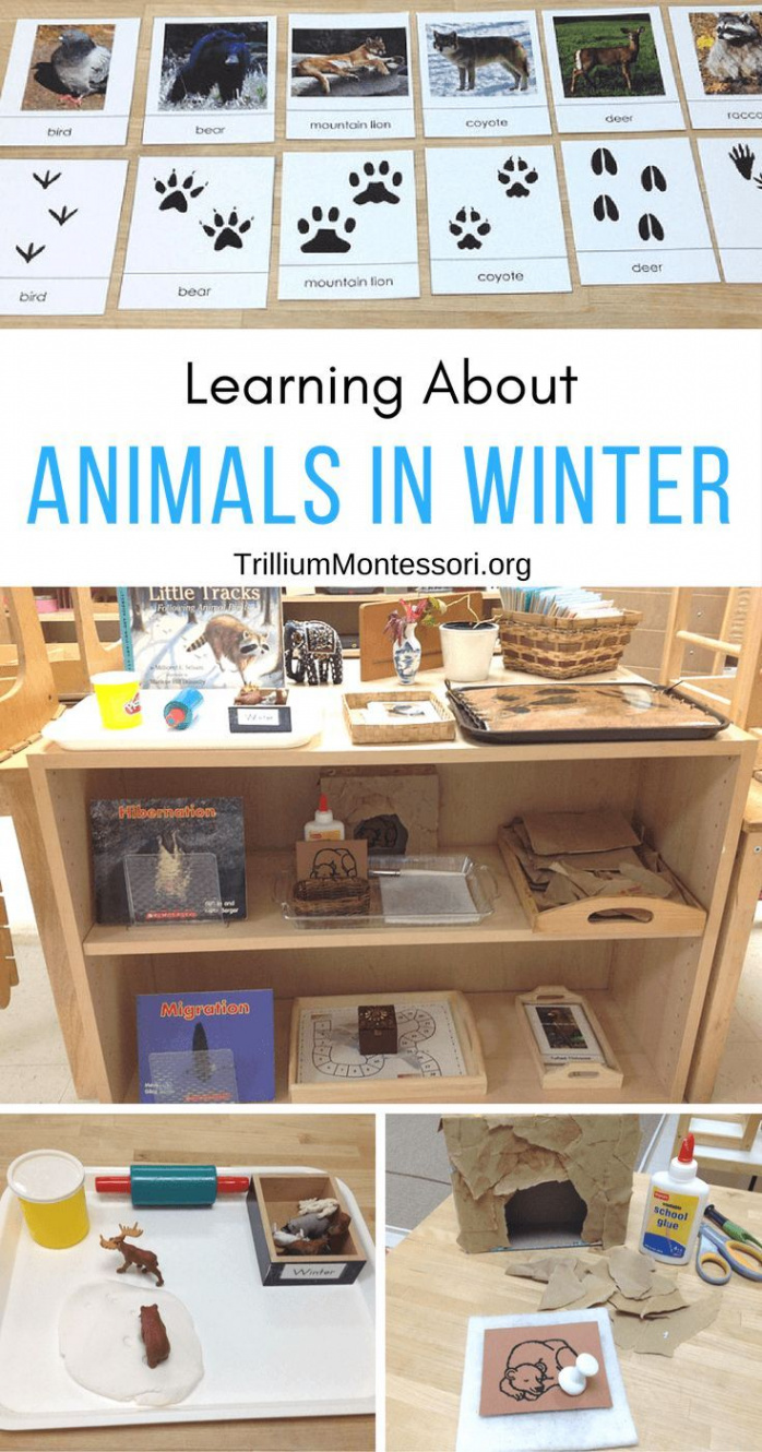 Animals in Winter  Winter activities preschool, Winter animals