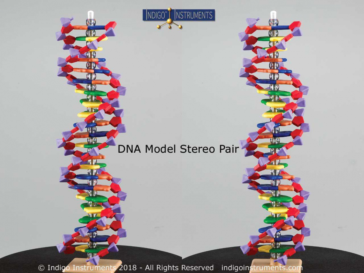 Base Pair DNA Model