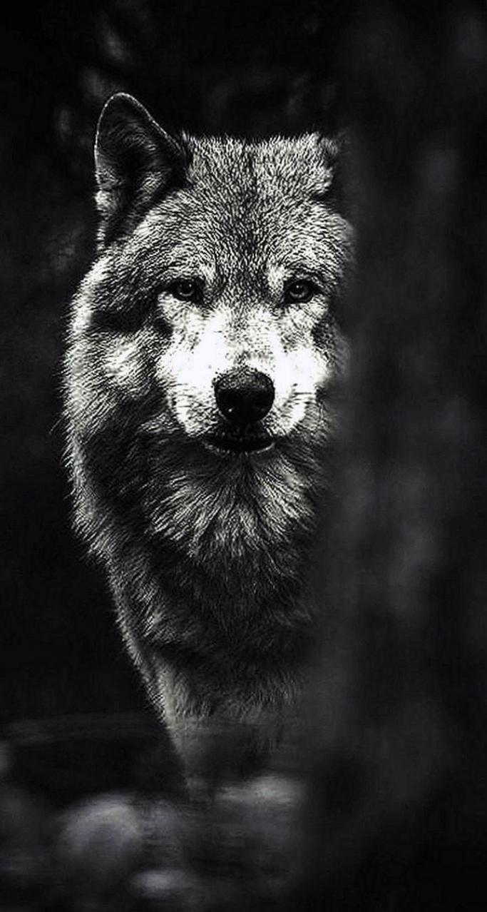 Black Wolf iPhone Wallpapers HD - Wolf-wallpapers