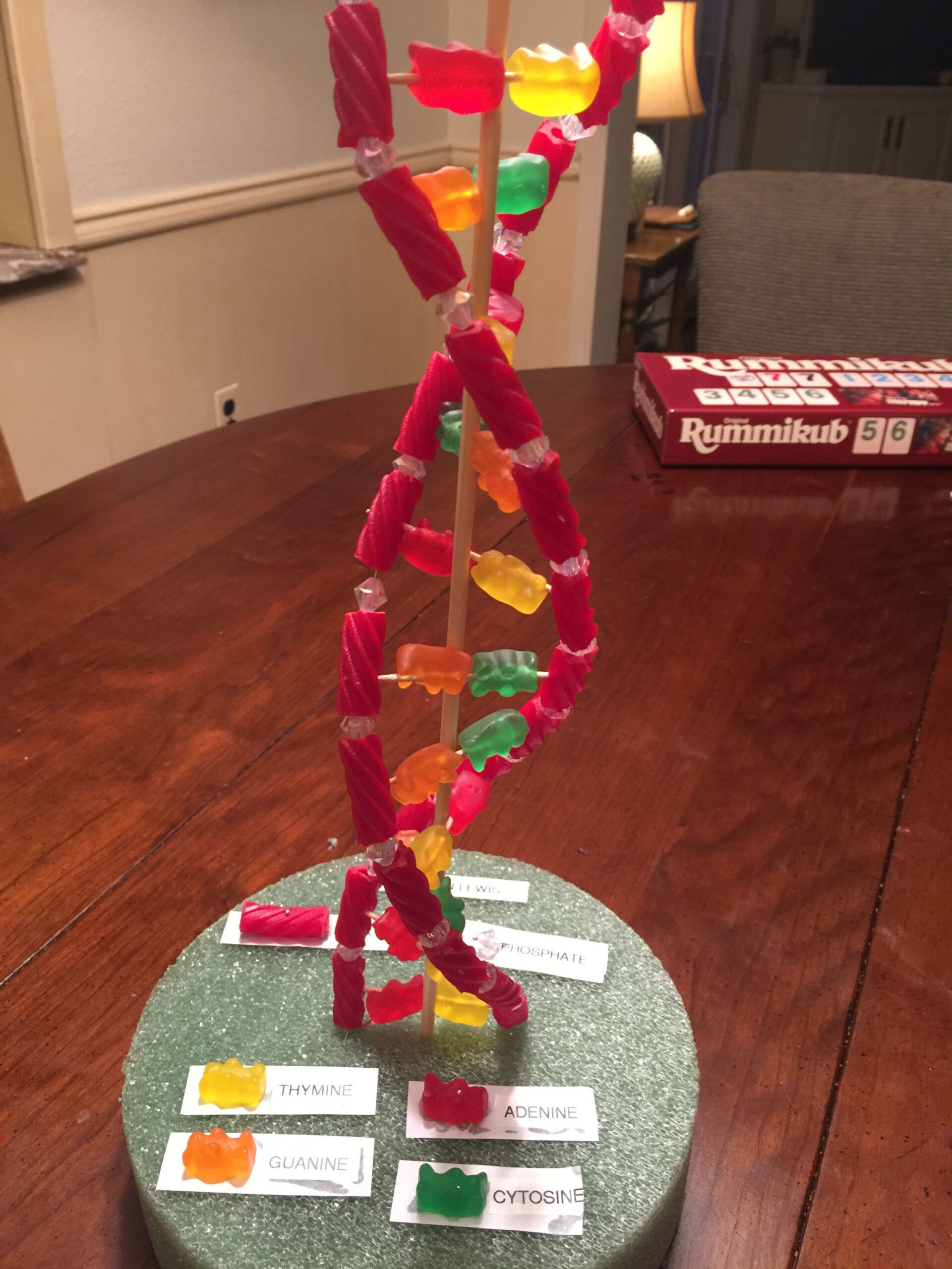 Candy DNA Strand th Grade  Science crafts, Biology projects