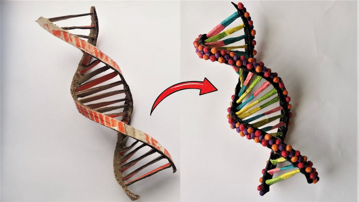 Cardboard DNA Model Project