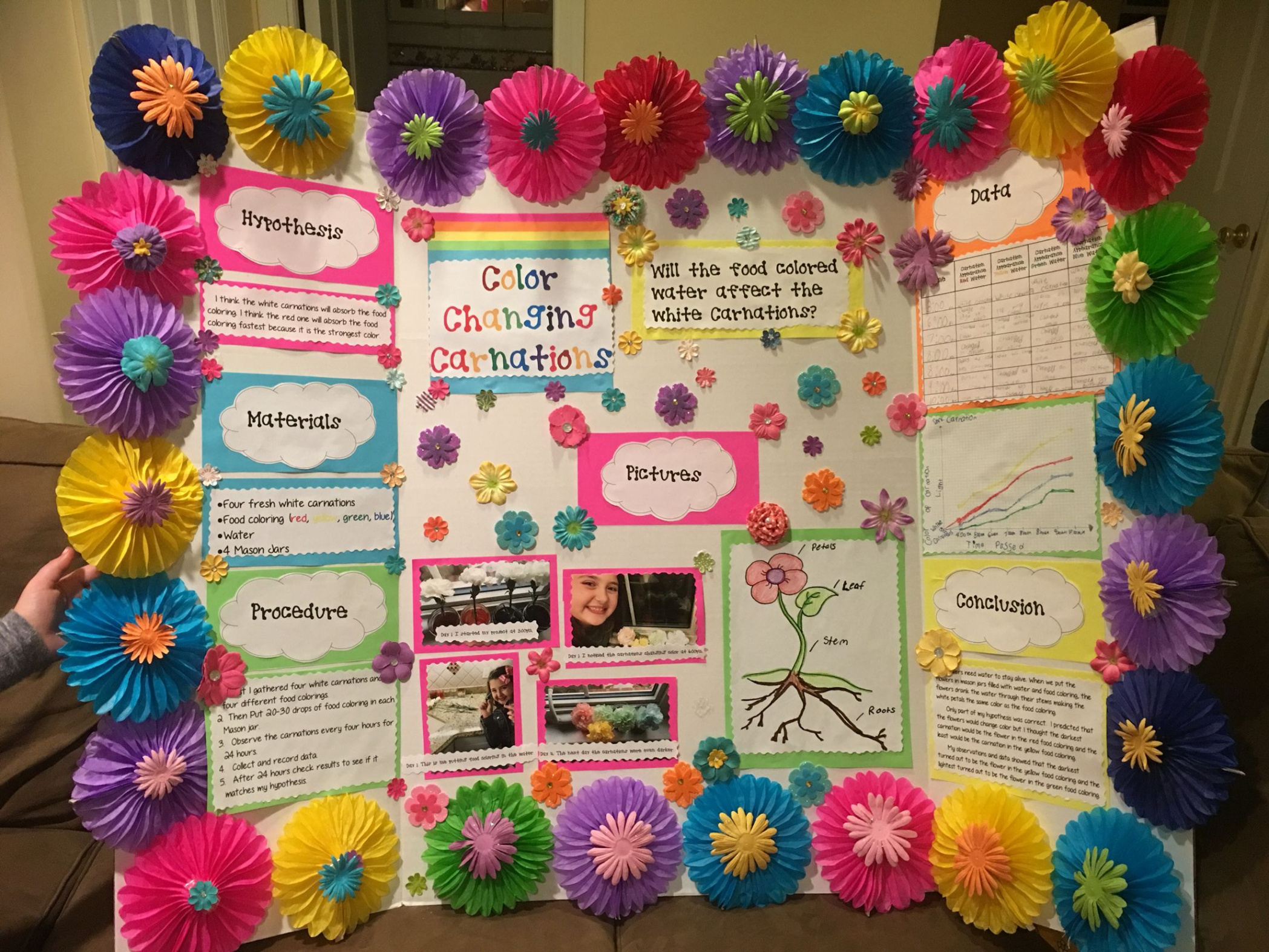 Color changing carnation science project board  Science fair