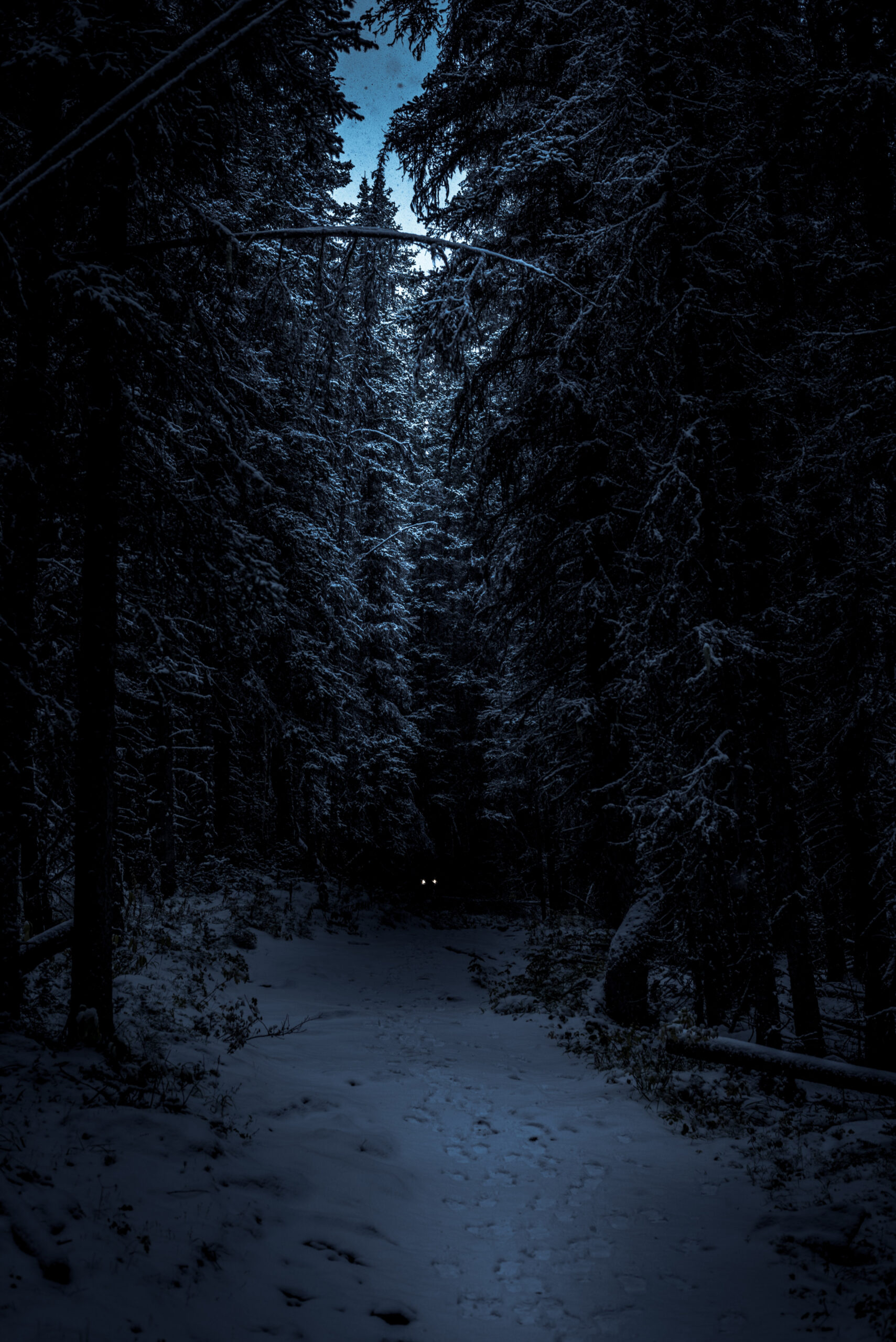 ,+ Dark Winter Pictures  Download Free Images on Unsplash