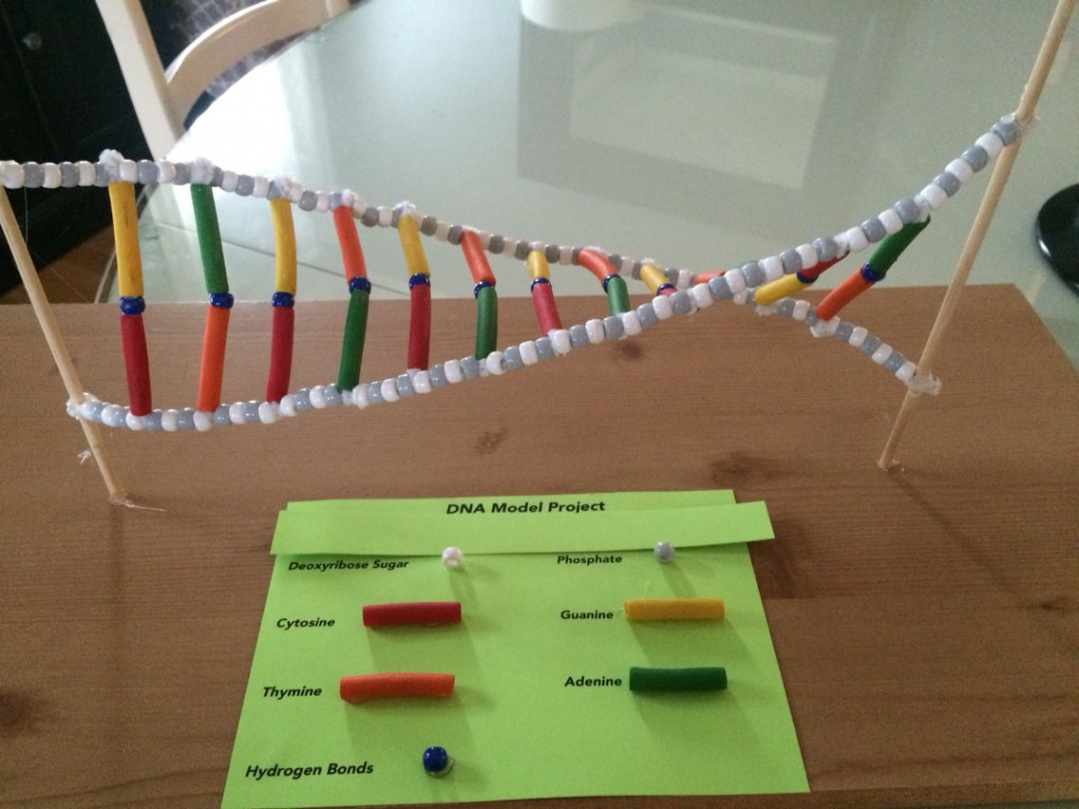 DNA d Science Project  Cells project, Dna project, Dna model project