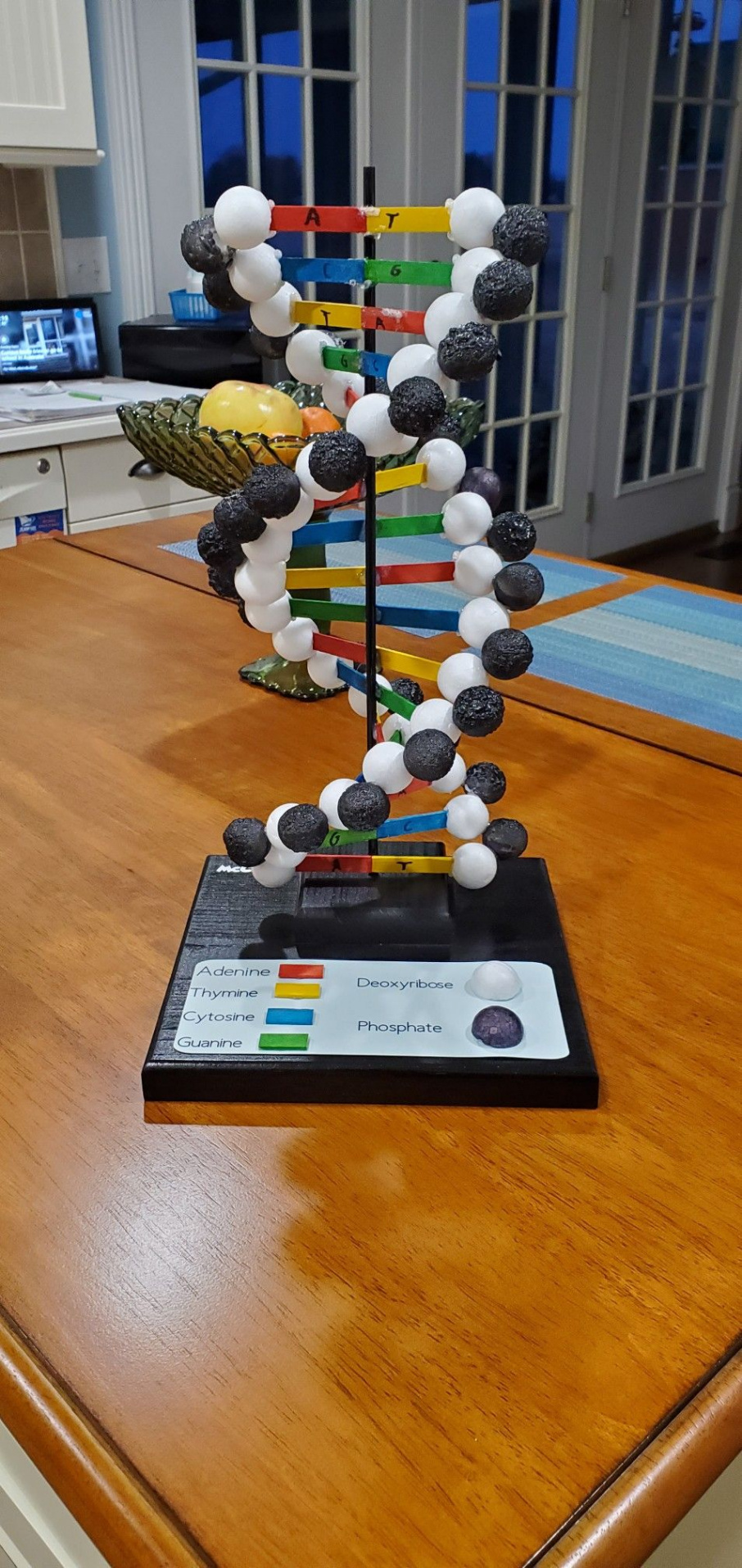 DNA Double Helix  Biology projects, Science exhibition projects