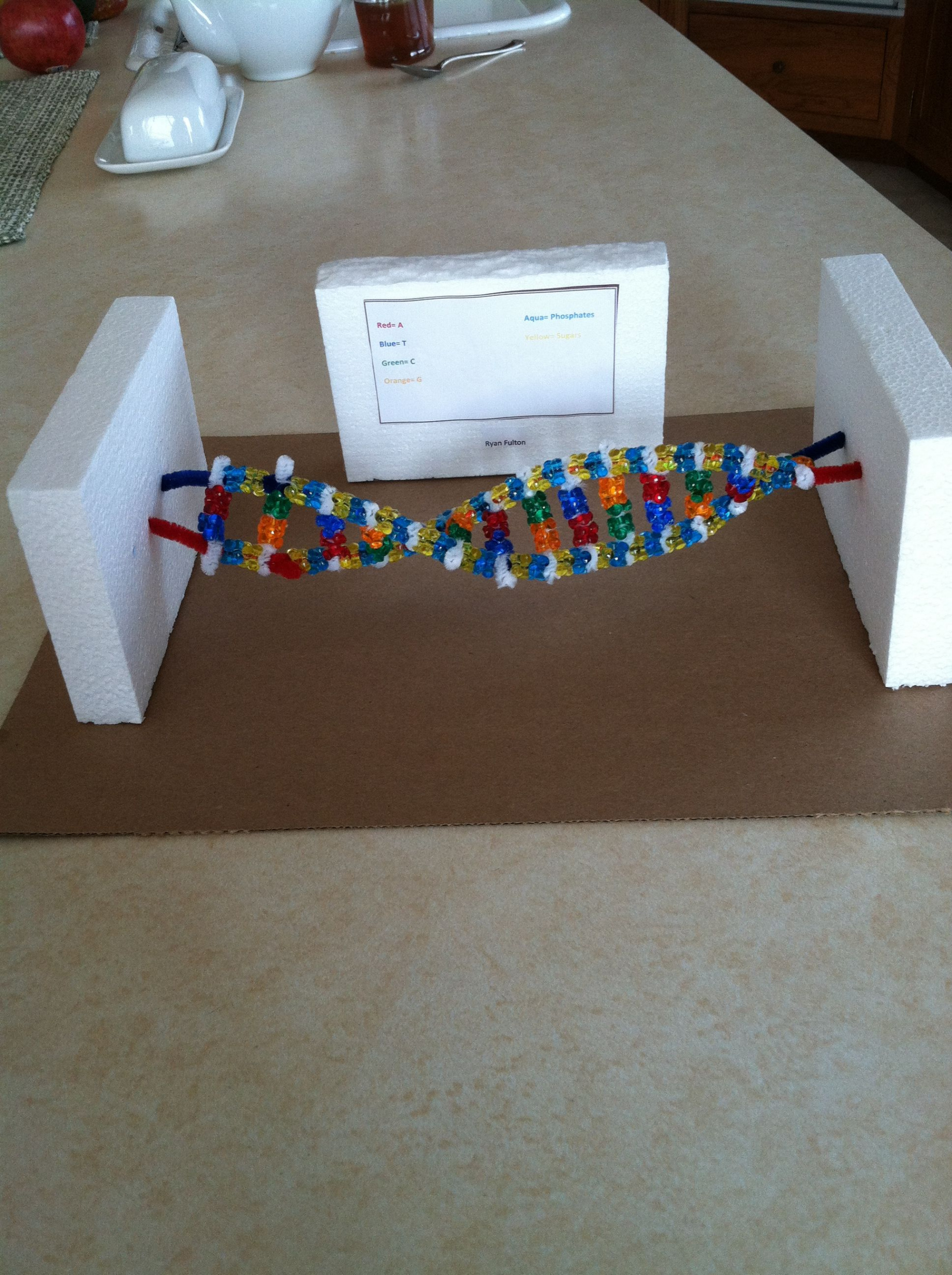 DNA Double Helix by Ryan-th grade Science project  Biology