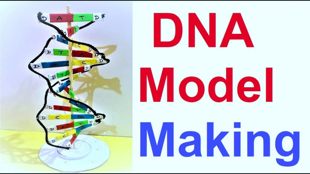 dna model making project d  diy  science project  howtofunda  biology  project