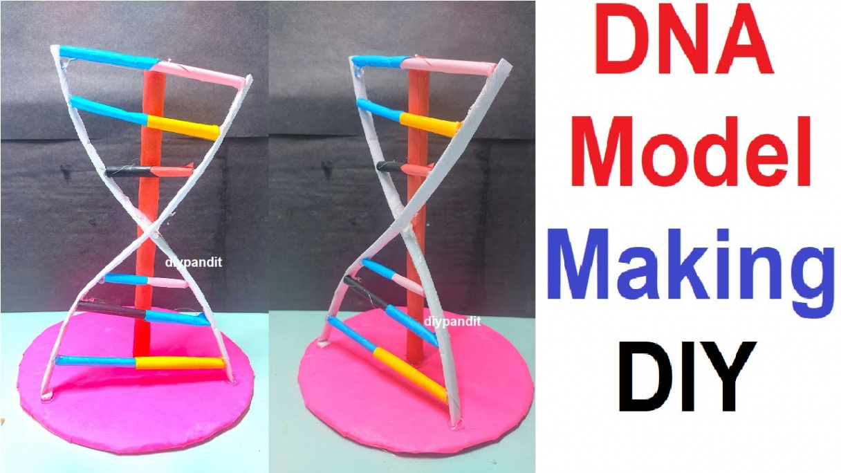 dna model making using cardboard and paper - simple and easy - science  project for exhibition