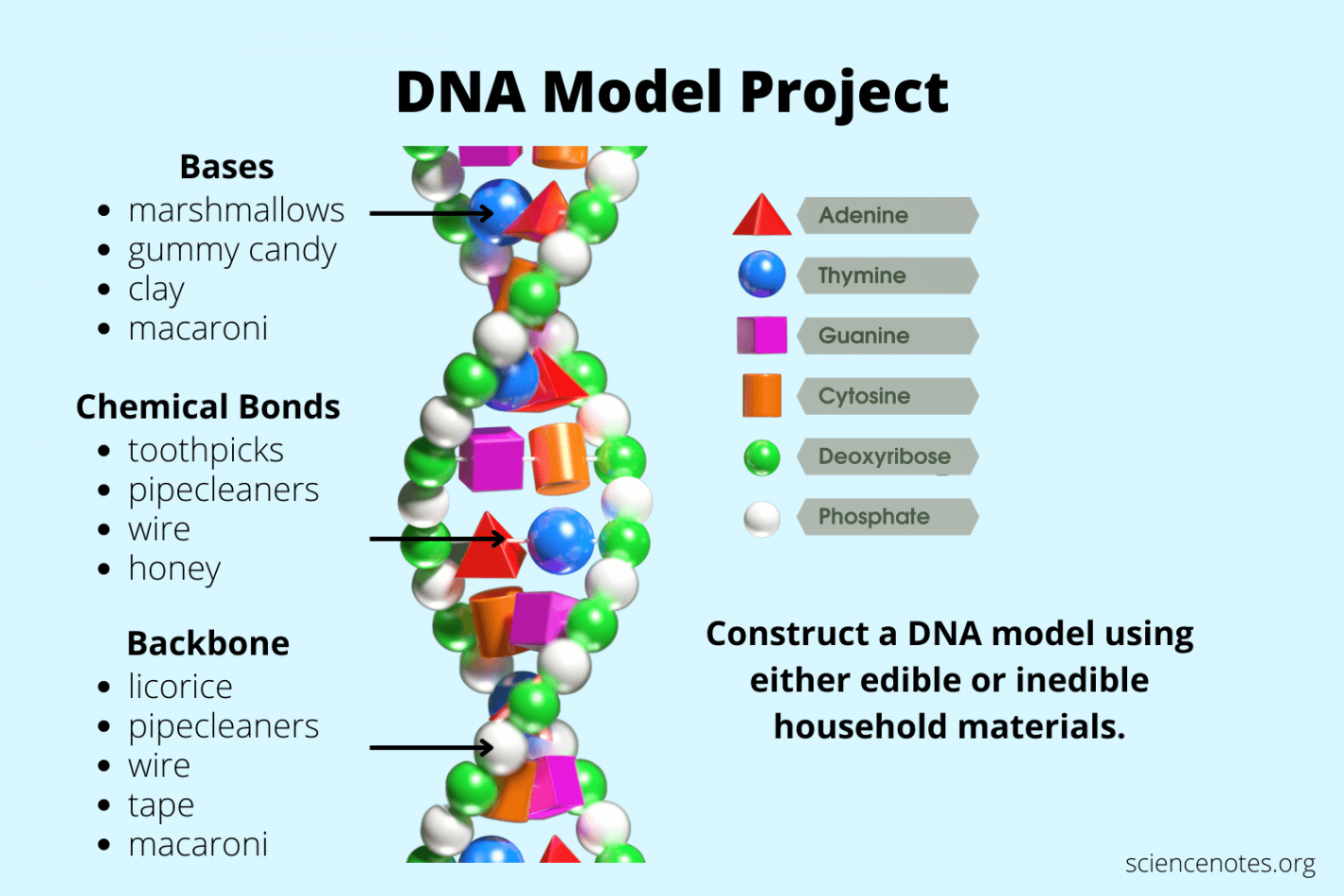 DNA Model Project -  Easy Methods