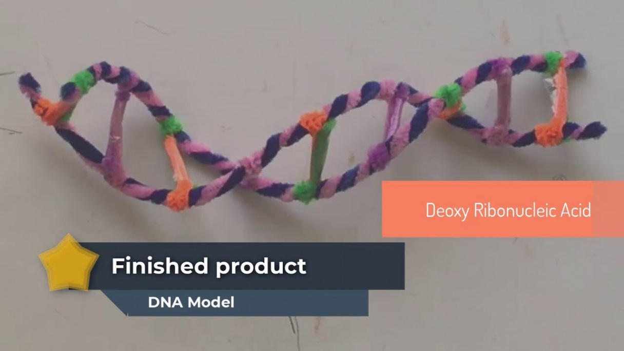 DNA MODEL USING PIPE CLEANERS