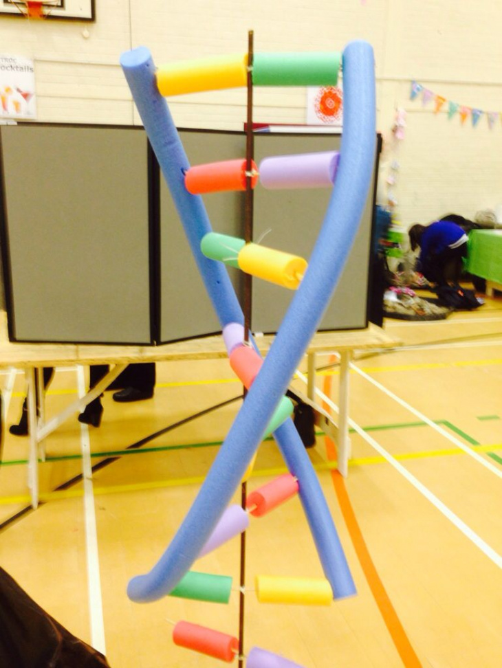 DNA model with pool noodles !  Dna model project, Dna model, Dna