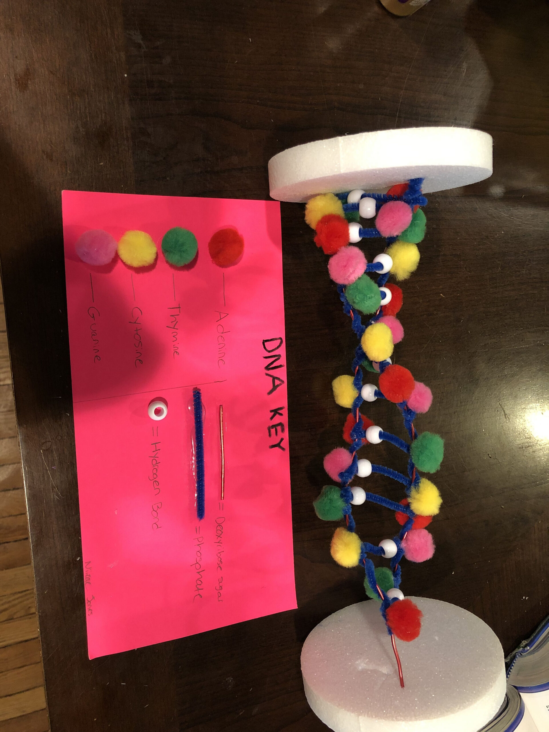 DNA Molecule Project ideas  Dna project, Dna molecule, Dna