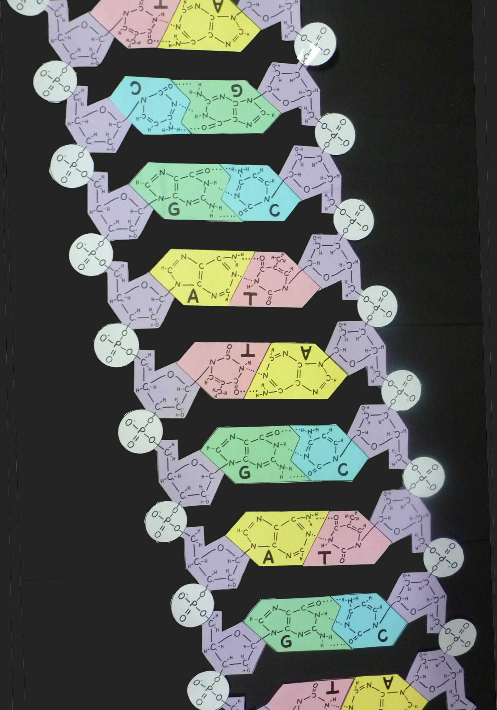 DNA PAPER MODEL to cut and assemble