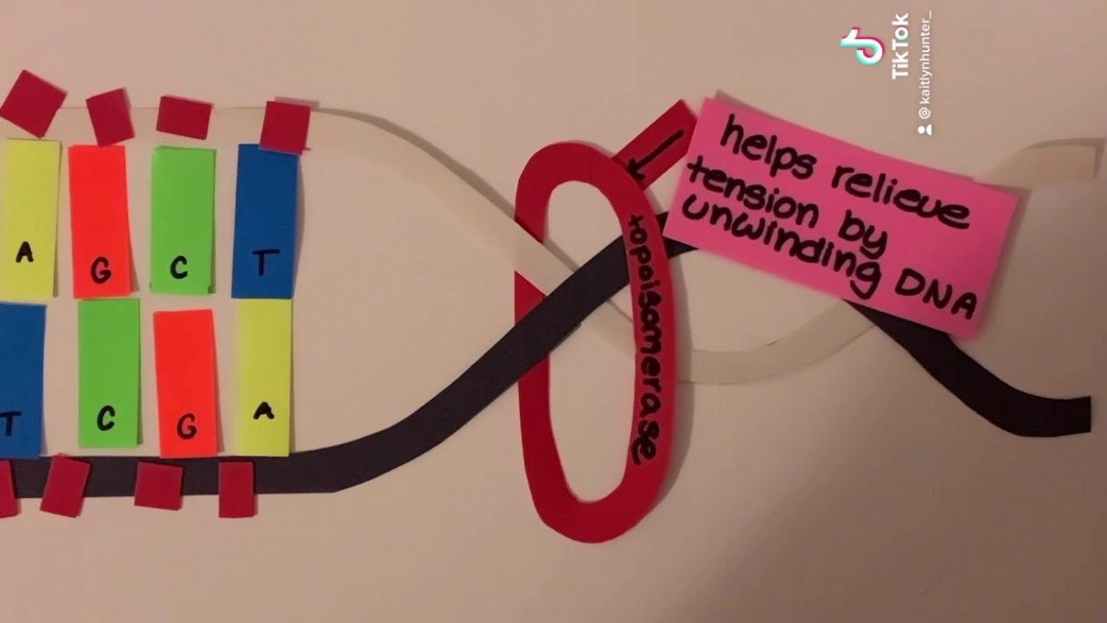 DNA Replication Project