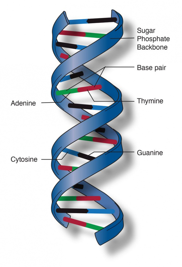 Double helix, Dna double helix model, Dna model