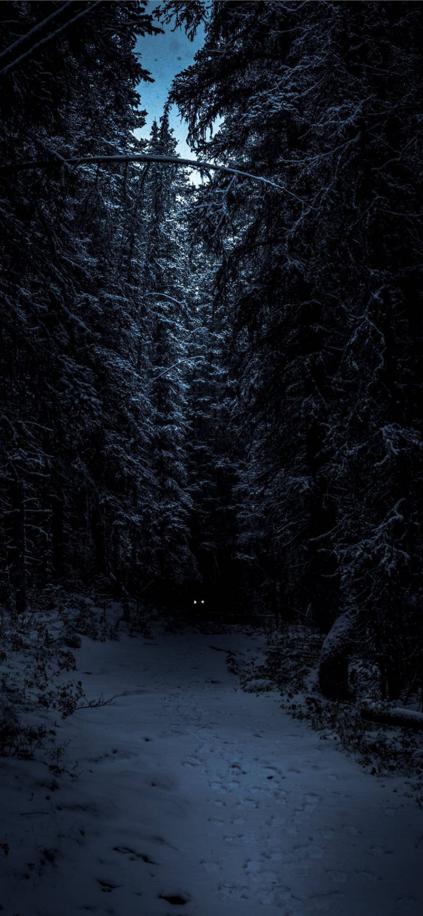 Download Nocturnal Dark Winter Forest Iphone Wallpaper