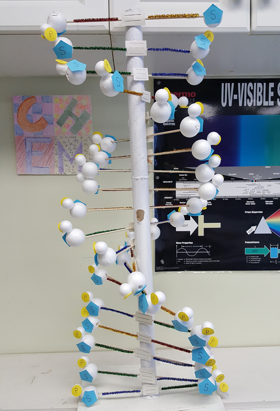 Grade  Biology: DNA D Models - Linden School