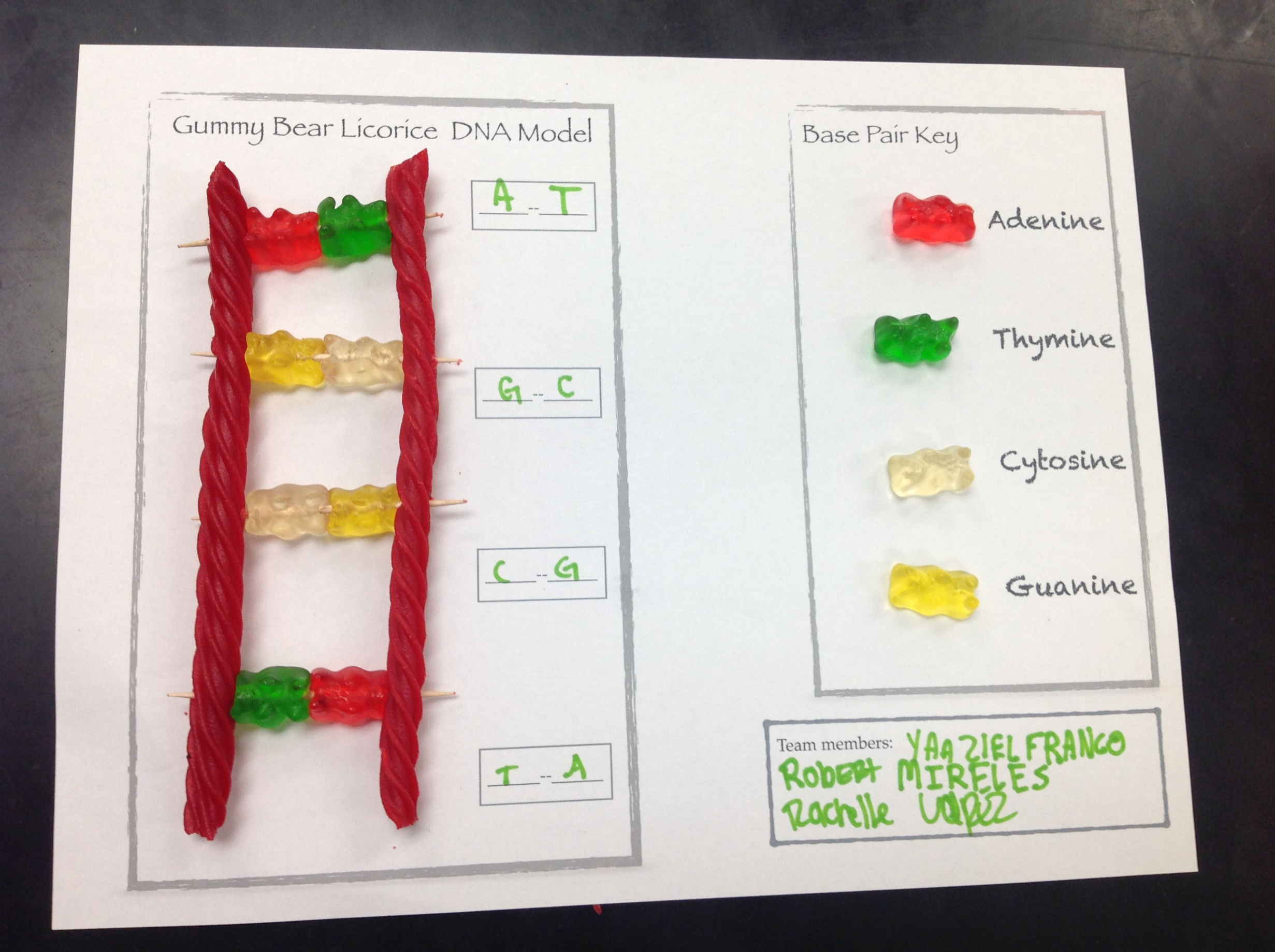 Gummy bears DNA model