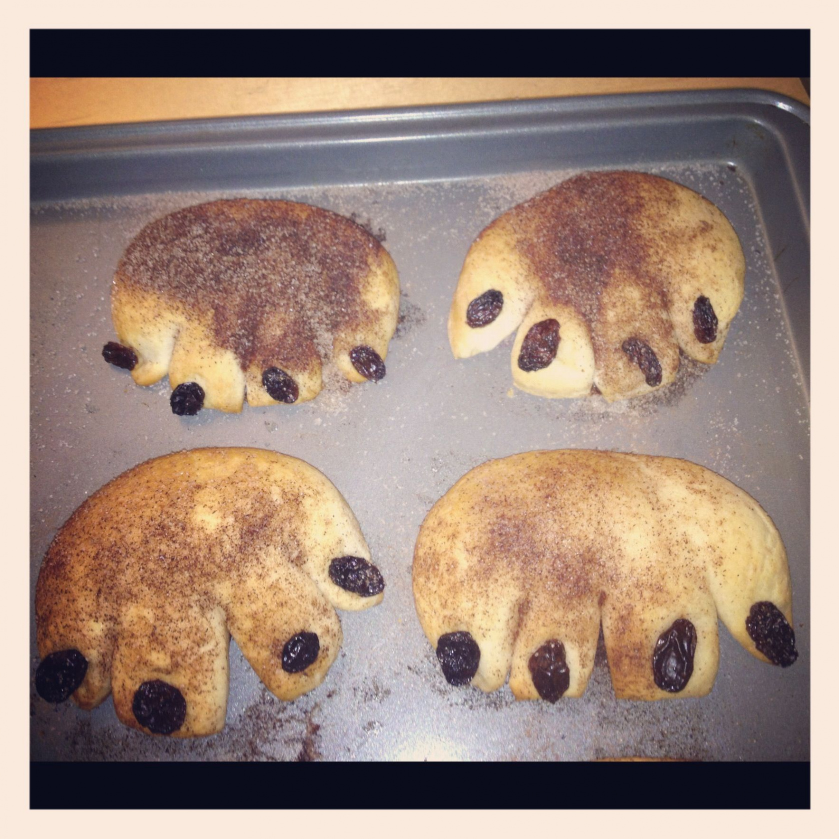 Hibernation week snack- bear claws! Biscuits (cut with knife to