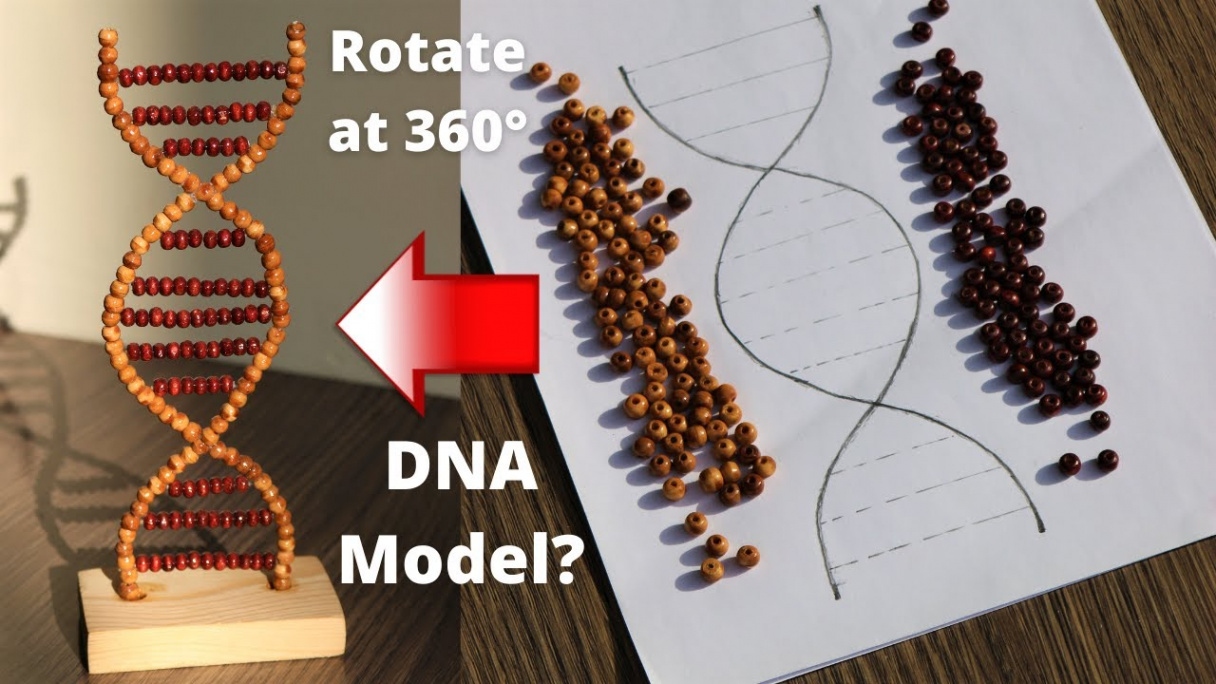 How to a Make DNA Model using beads easy & simple DIY at Home, DNA working  model diy, Rotating model