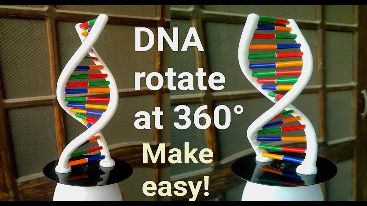 How to Make DNA Model Using Clay  Rotating DNA Model