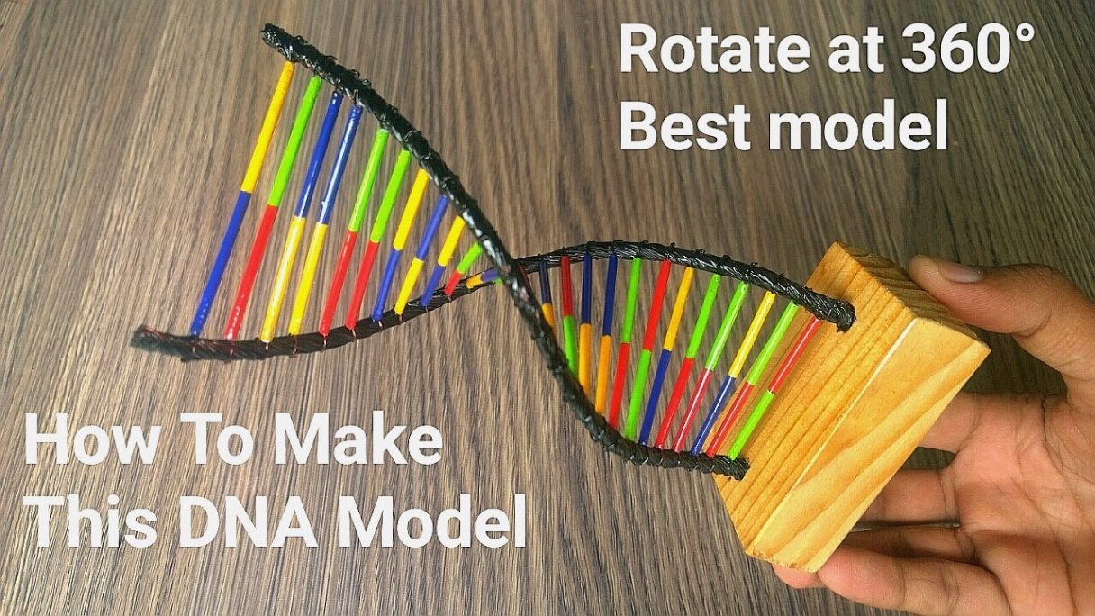 How to make DNA model very easy at home  d rotate DNA model ideas for  science project DIY