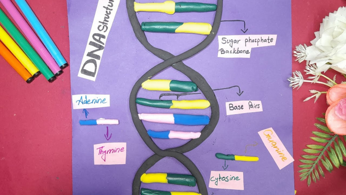 How to make DNA structure on chart paper using clay  Clay Art Creations