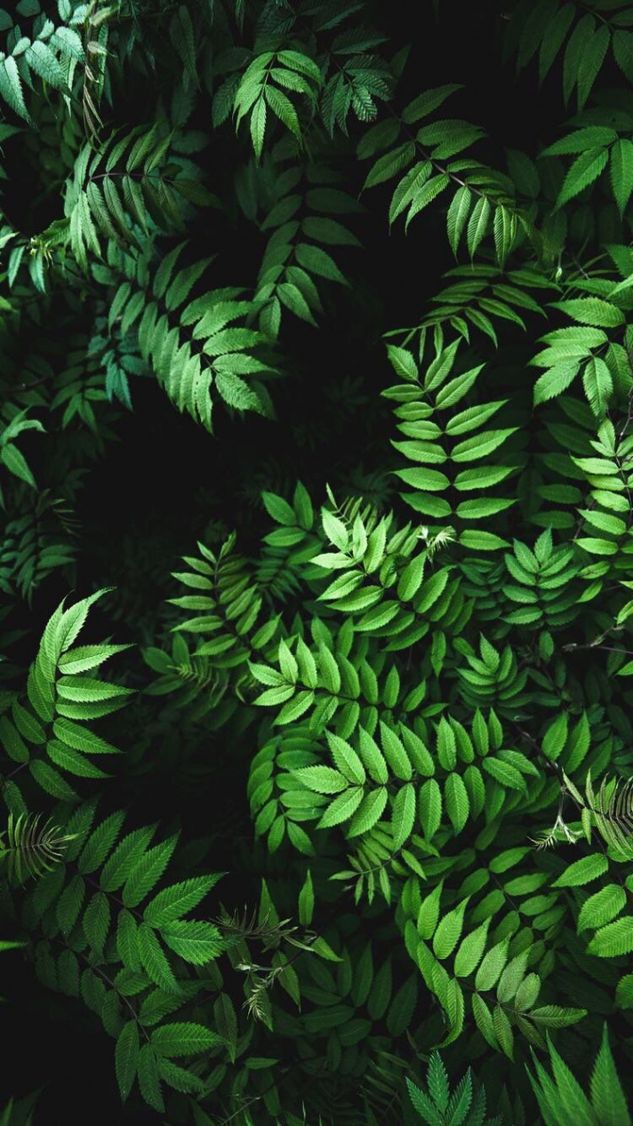 iPhone and Android Wallpapers: Green Leaves Wallpaper for iPhone