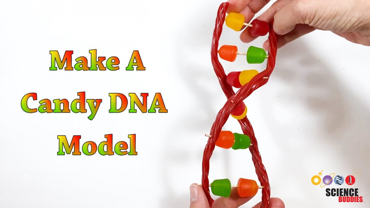 Make A Candy DNA Model!  STEM Activity