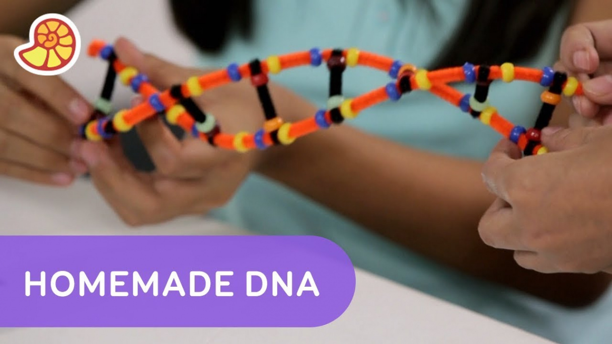 Make Your Own Double Helix DNA Strand  One Stop Science Shop