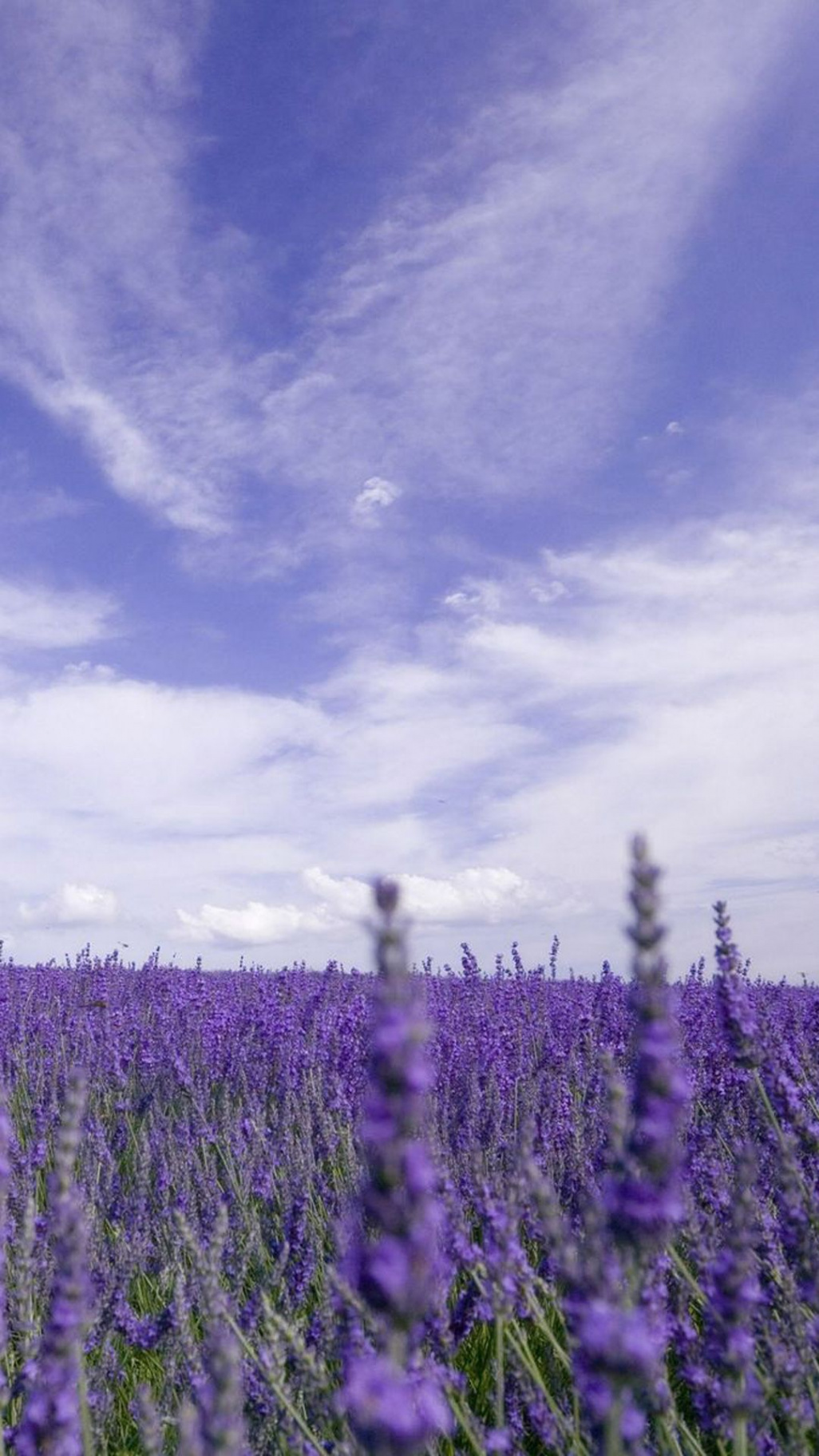 Nature Purple Lavender Garden iPhone  Wallpaper Download  iPhone