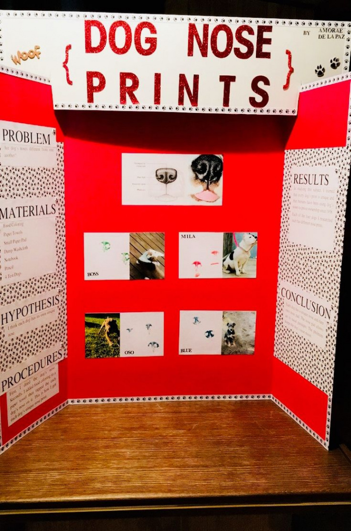 Pin by Addie Stevens on Taylor  Science fair, Science fair