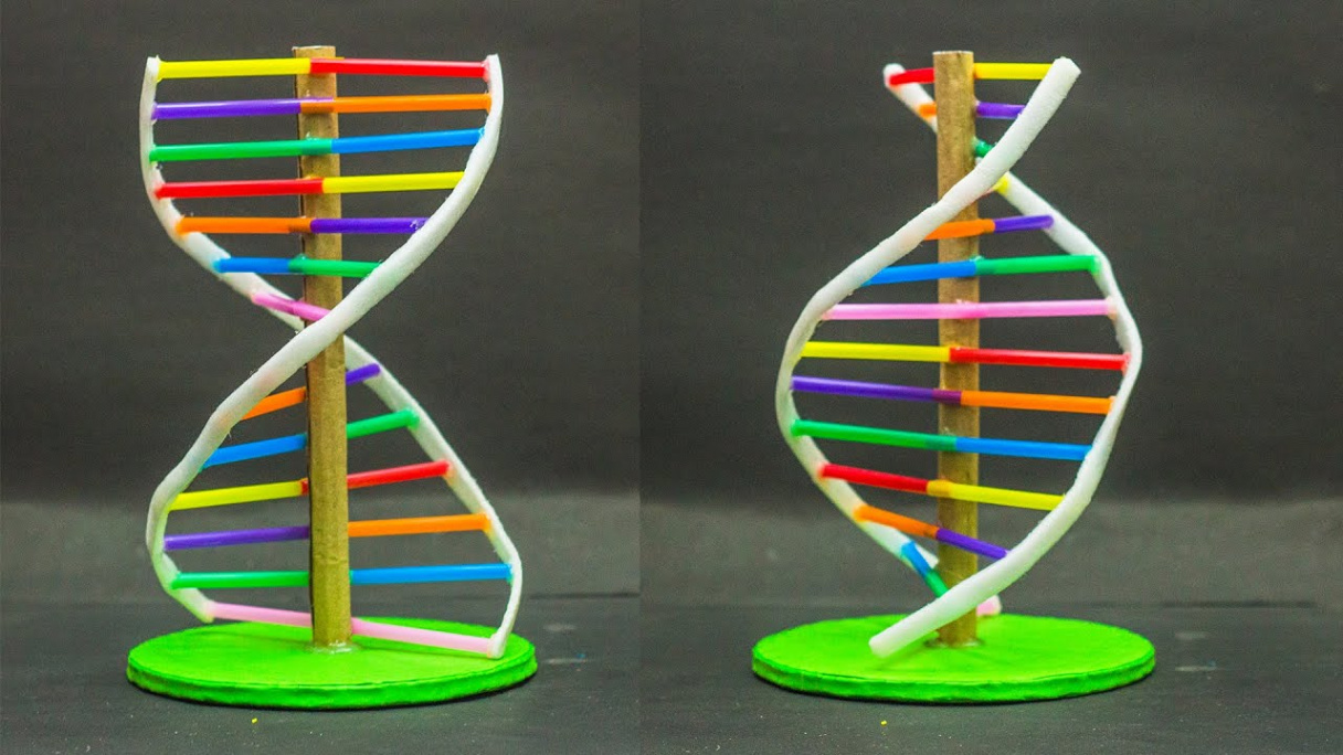 School Science Projects  DNA Model