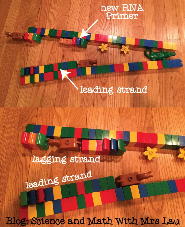 Using LEGO® Bricks to Model DNA Replication - Science and Math