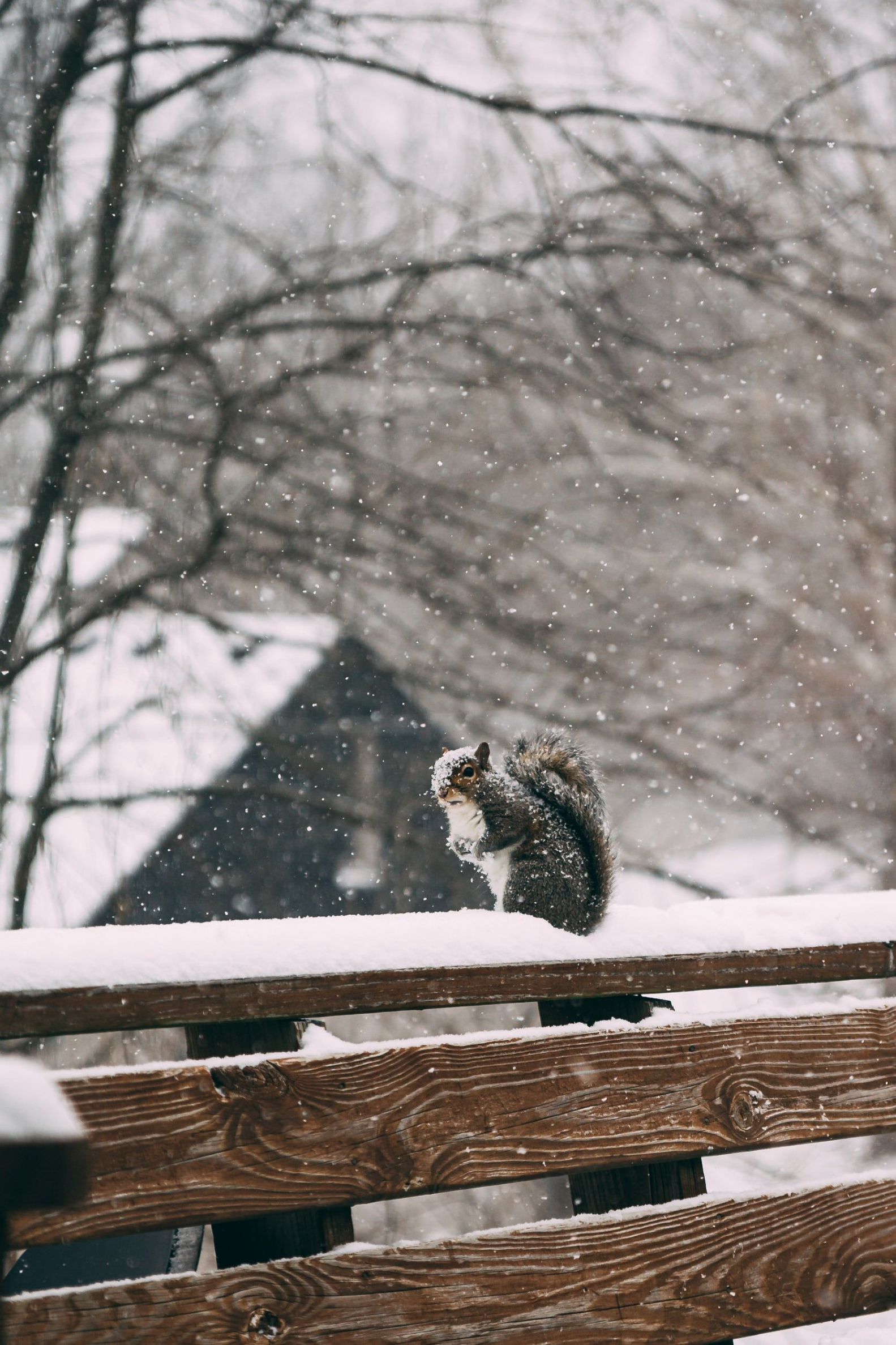 Winter Activities in the Backyard — Level Best, LLC