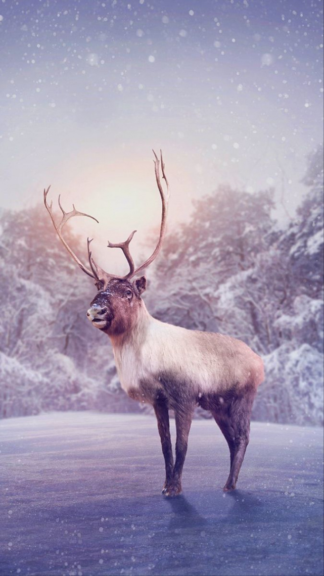 Winter Reindeer Snowy Wallpaper  Deer wallpaper, Animals, Wallpaper