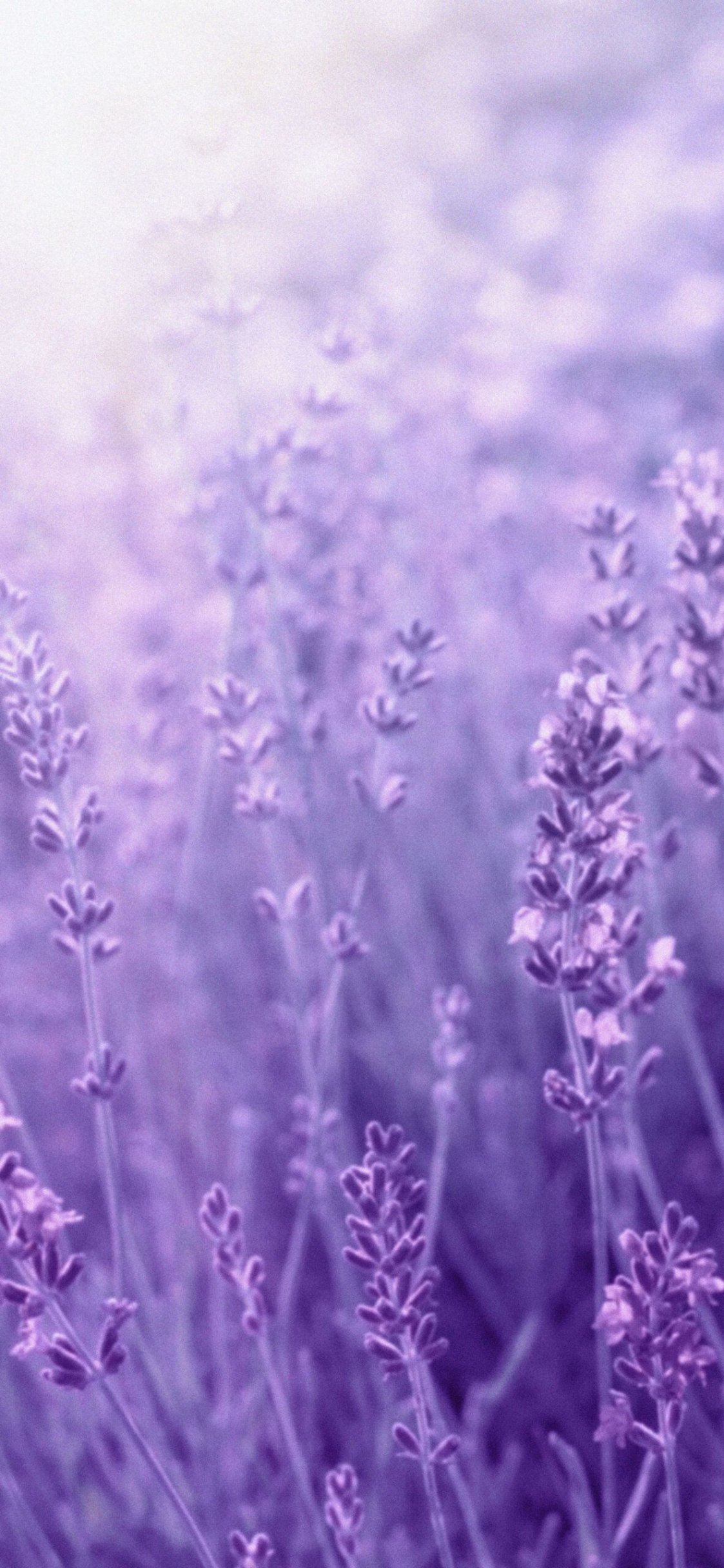 Aesthetic Lavender Wallpaper - Light Lavender Aesthetic Wallpaper