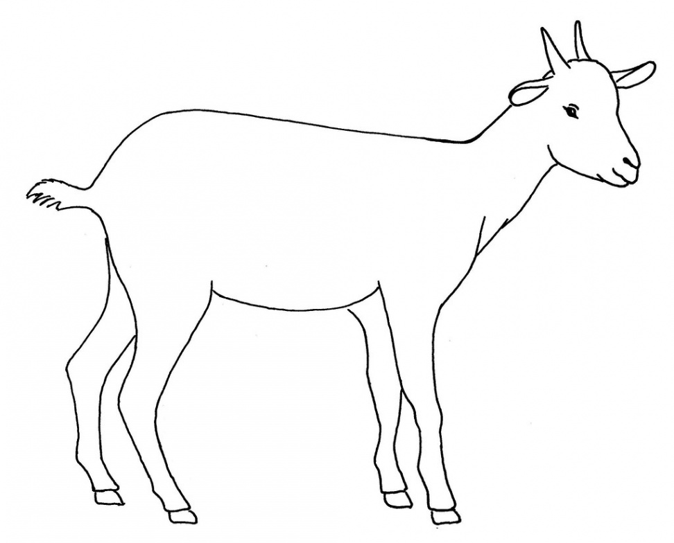 All sizes  Line drawing of a goat  Flickr - Photo Sharing!