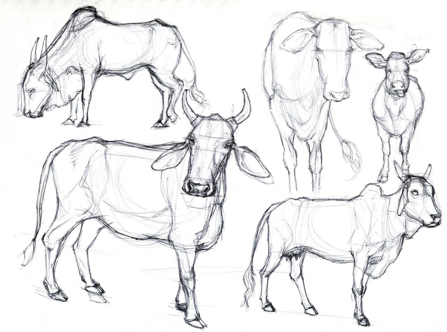 Animal Drawings - From Reference  Cow drawing, Animal drawings