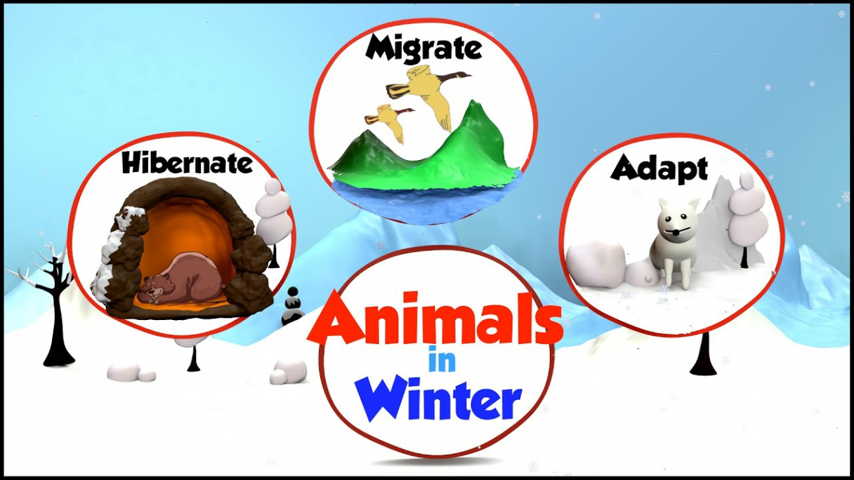 Animals in Winter  What do animals do in Winter  How Animals Prepare for  Winter  Winter & Animals