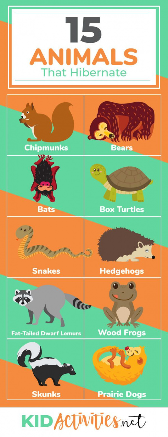 Animals that Hibernate During the Winter  Kid Activities