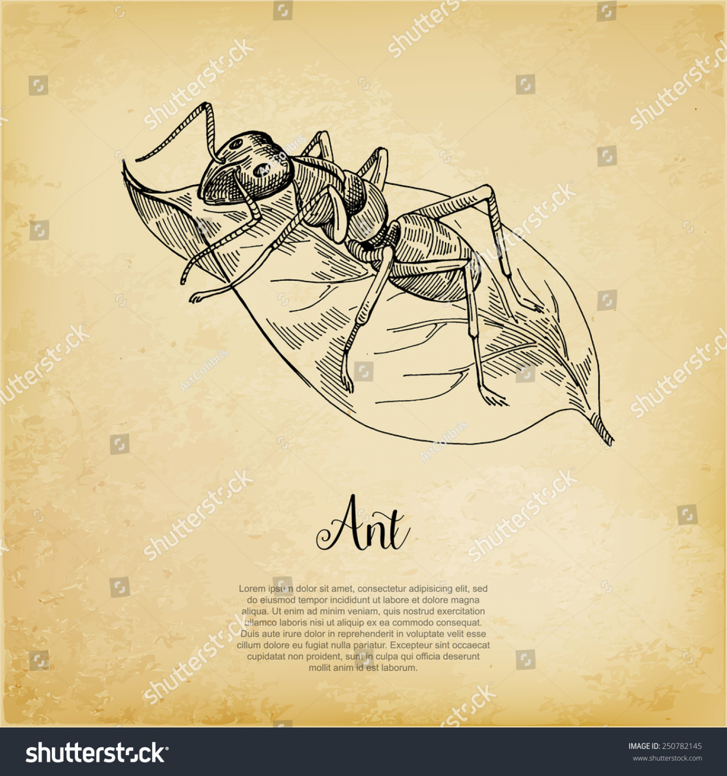 Ant On Leaf Stock Vector (Royalty Free)   Shutterstock