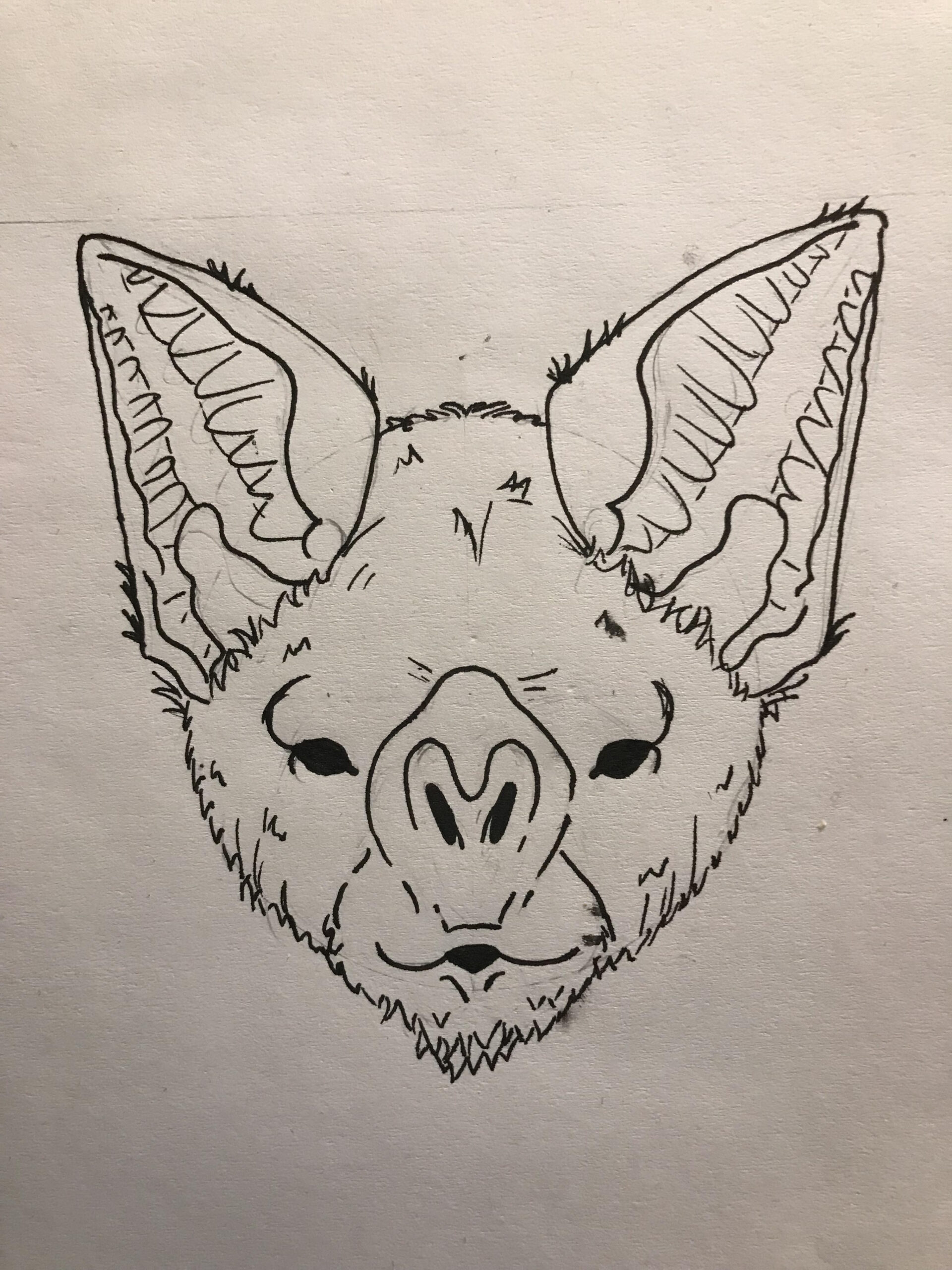 Bat face drawing : r/batty