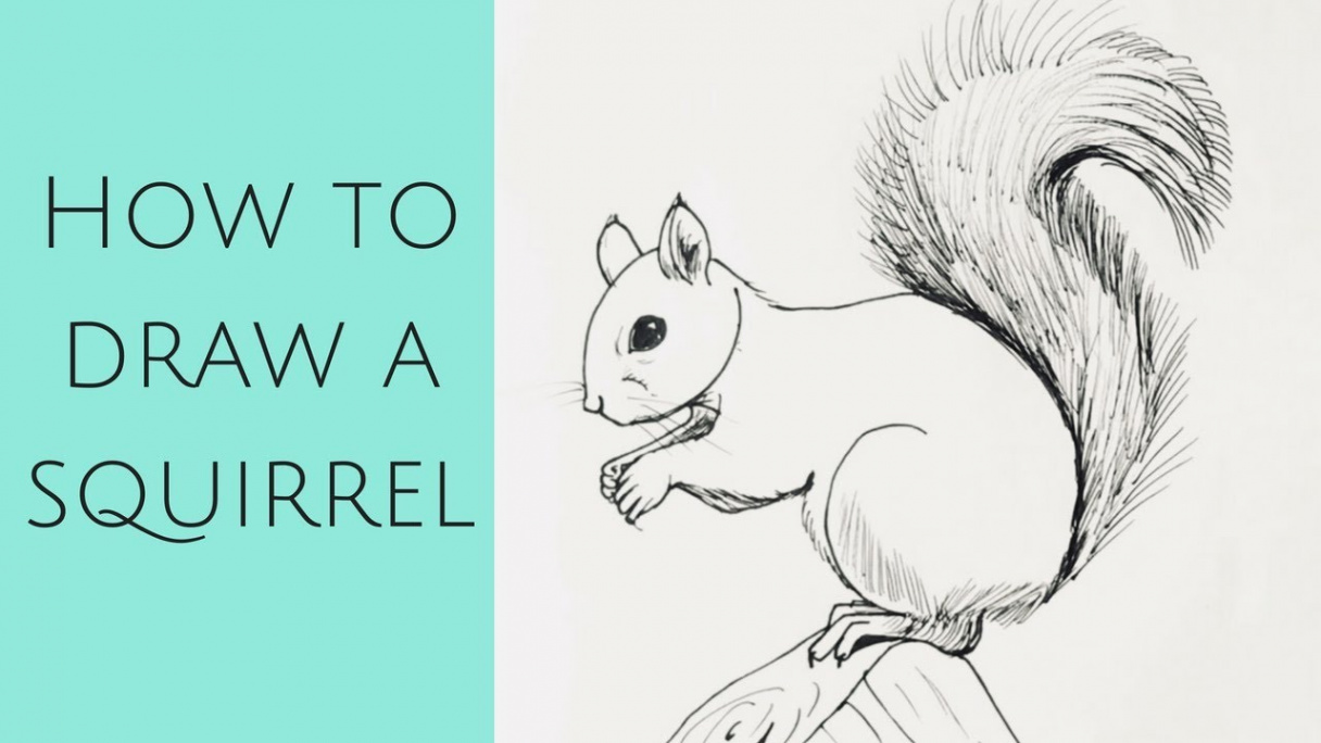 Beginners - how to draw a squirrel