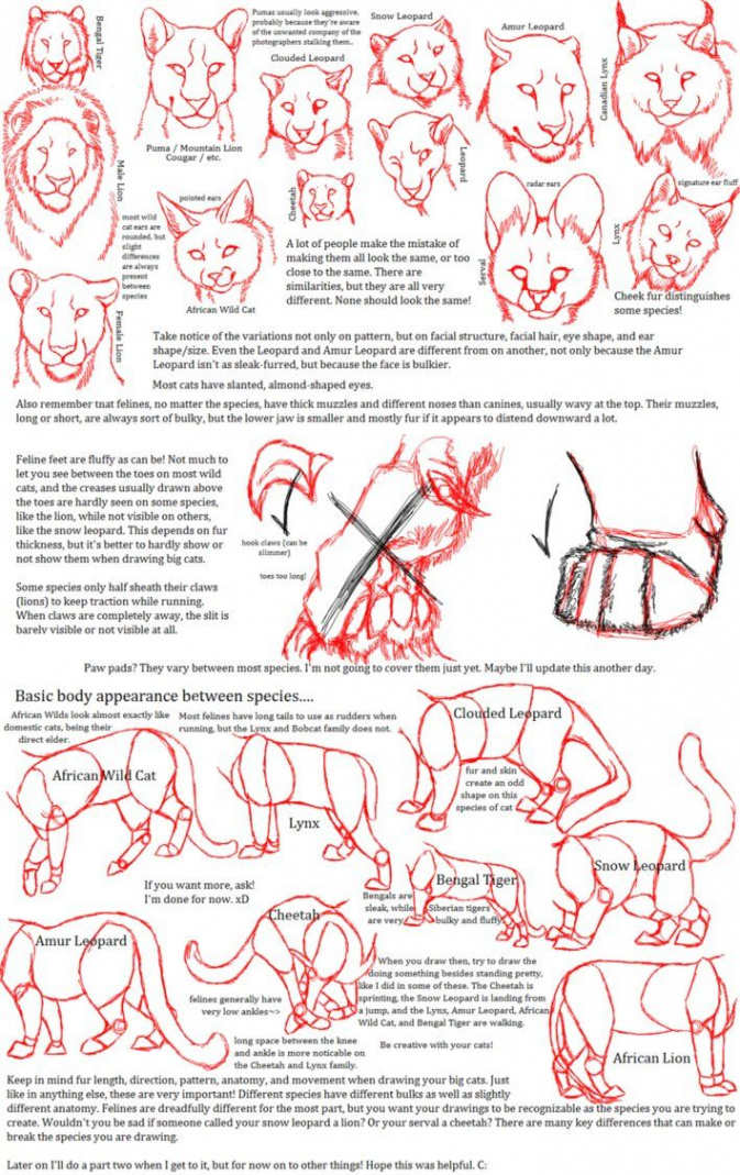 Big Cat Anatomy Sketches by CarmanMM-Dirda on deviantART  Cat